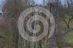 closeup high old wooden fence of logs in form of palisade vanish into space in countryland