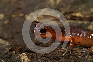 Closeup on a high red colored Souther Ensatina eschscholtzii salmaander with an all black eye