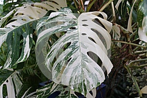 Closeup of the highly variegated leaf of Monstera Borsigiana Albo photo