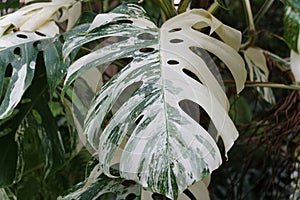 Closeup of the highly variegated leaves of Monstera Borsigiana Albo