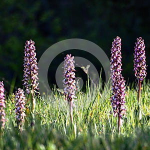 Closeup of Himantoglossum robertianum orchid flowers in a field