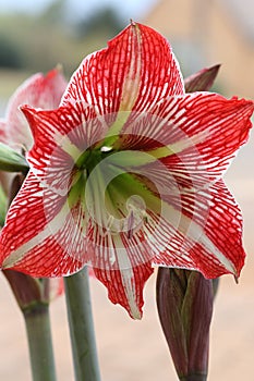 Closeup of a Hippeastrum Correiense. It is a flowering perennial herbaceous bulbous plant, in the family Amaryllidaceae.