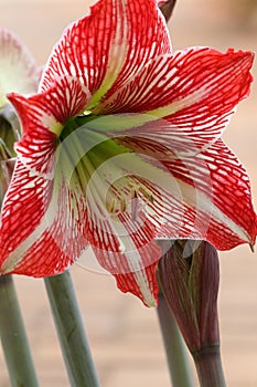 Closeup of a Hippeastrum Correiense. It is a flowering perennial herbaceous bulbous plant, in the family Amaryllidaceae.