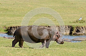 Closeup of Hippopotamus on land