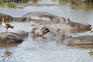 Closeup of Hippopotamus in water