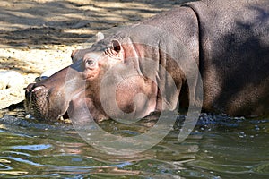 Closeup of hippopotamus in water