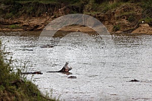 Closeup of hippos jawing in the water of the Mara River in the Masai Mara, Kenya