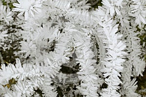 Closeup of hoarfrost rime ice on twigs of grass