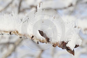 Closeup hoarfrost on tree branch in winter season of Canada, look cold and beautiful