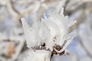 Closeup hoarfrost on tree branch in winter season of Canada, look cold and beautiful