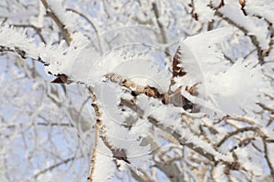Closeup hoarfrost on tree branch in winter season of Canada, look cold and beautiful