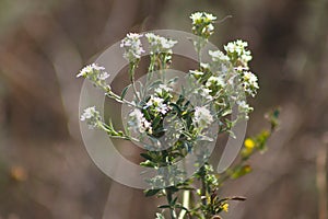 Closeup of hoary alyssum flowers with selective focus on foreground