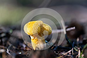 Closeup of a hollow foot mushroom (Suillus cavipes)