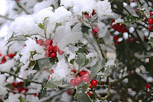 Closeup of holly beautiful red berries and sharp leaves on a tree in cold winter weather.Blurred background.