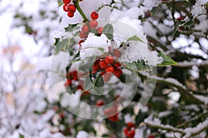 Closeup of holly beautiful red berries and sharp leaves on a tree in cold winter weather.Blurred background.