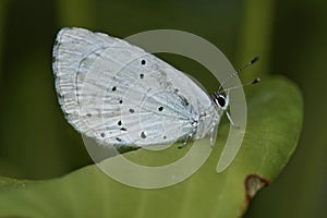 Closeup on the Holly blue butterfly, Celastrina argiolus, with closed wings in the garden