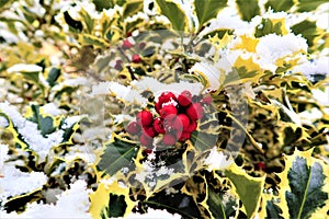 Closeup of holly bush branch with green leaves and bright red berries, snow