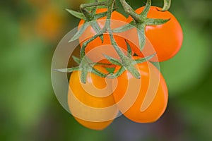 Closeup homegrown ripe orange plum tomato, San Marzano Santoran