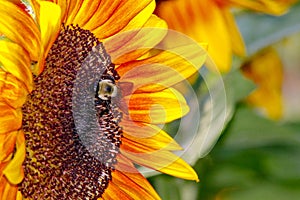 Closeup of a Honey Bee on a Brilliant Yellow Sunflower