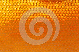 Closeup of honey bee cells background