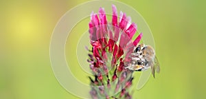 closeup on a honey bee collecting pollen on clover flower