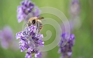 honey bee collecting pollen on a lavender flowers