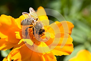 Closeup of a honey bee on a flower.