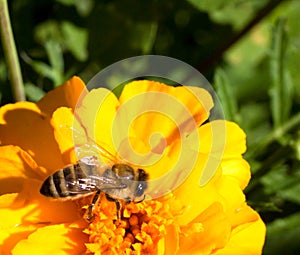 Closeup of a honey bee on a flower.