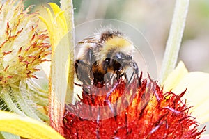 Closeup honey bee and flower