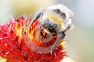 Closeup honey bee and flower