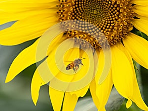 Closeup of a honey bee flying towards a sunflower in a field under the sunlight