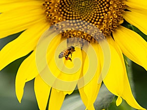 Closeup of a honey bee flying towards a sunflower in a field under the sunlight