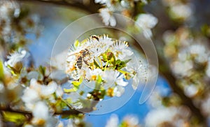 Closeup of a Honey Bee gathering nectar and spreading pollen on white flowers on cherry tree