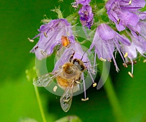 Closeup of a Honey Bee on a Lavender Flower