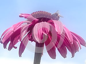 Closeup of a honey bee on a pink echinacea flower