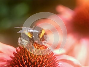 Closeup of a honey bee on a pink echinacea flower