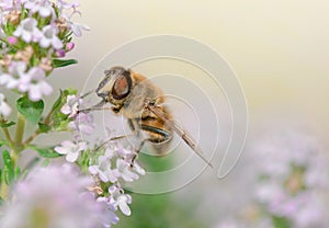 closeup on a honey bee collecting pollen on white flowers