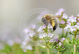 closeup on a honey bee pollinating white flowers