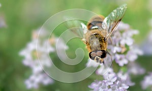 honey bee pollinating white flowers of thyme in a garden on blurred background