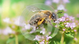 honey bee pollinating white flowers of thyme in a garden