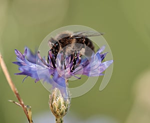 Closeup of a honey bee on a purple flower in a field under the sunlight with a blurry background