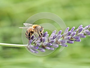 Closeup of a honey bee on a purple lavender flower