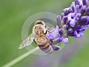 Closeup of a honey bee on a purple lavender flower