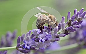 Closeup of a honey bee on a purple lavender flower