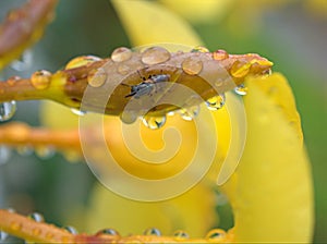 Closeup honey bee on yellow flower with water drops and blurred background