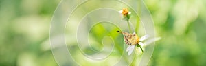 Closeup of honey bee with yellow pollen cover on body on mini white flower and green nature background