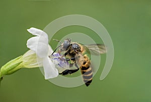 Honeybee in front the flowers