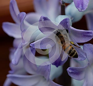 Closeup of a honeybee on a blue hyacinth flower