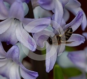 Closeup of a honeybee on a blue hyacinth flower