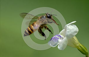 Closeup Honeybee in the midday